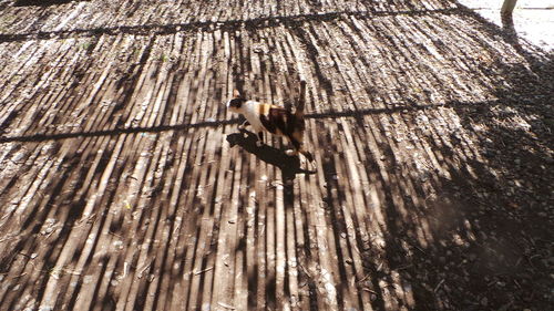 Full length of woman standing in pond