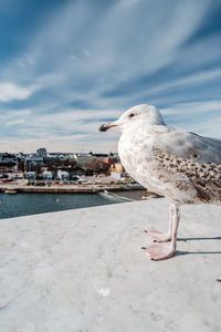 Seagull perching on a bird