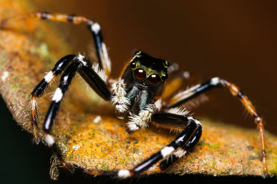 Close-up of spider