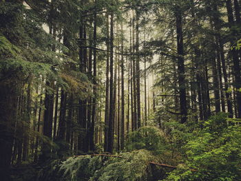 Pine trees in forest