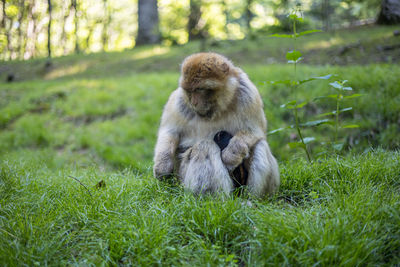 Lion sitting on field