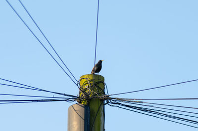 Low angle view of bird on cable against clear sky