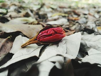 Close-up of rose blooming outdoors