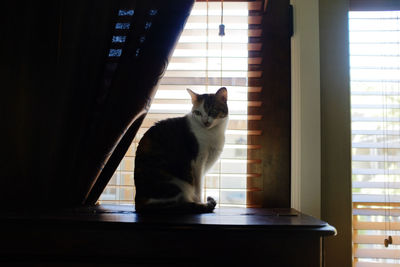 Cat sitting on window sill