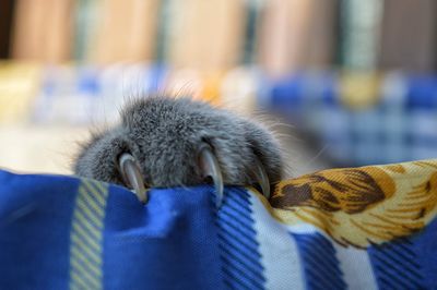 Close-up of a cat