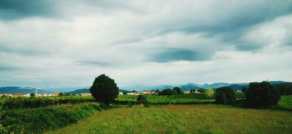 Scenic view of agricultural field against sky