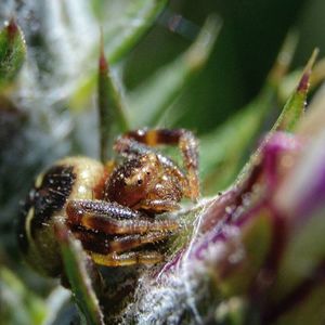 Close-up of plant against blurred background