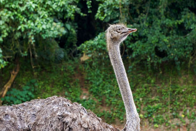 Close-up of ostrich in forest