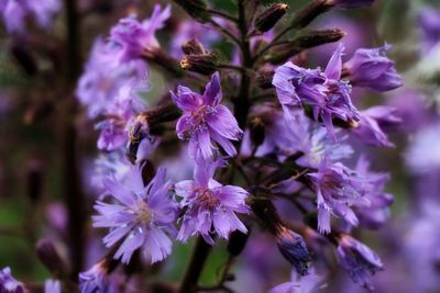 Close-up of purple flowers