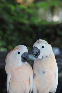 The white cockatoo or umbrella cackatoo