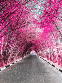 Empty road amidst pink and footpath during rainy season