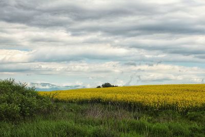 Scenic view of yellow field against cloudy sky