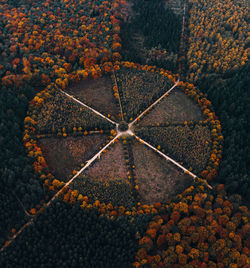 High angle view of plant on land