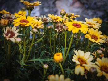Close-up of yellow flowering plants