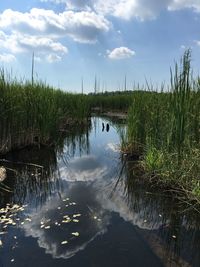 Scenic view of grass against sky