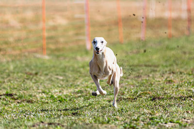 Dog running on field