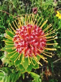 Close-up of cactus flower