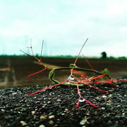 Close-up of insect on plant at field