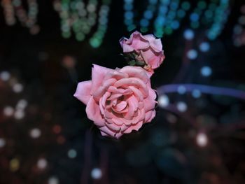 Close-up of pink rose