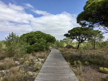 Footpath amidst trees on landscape against sky