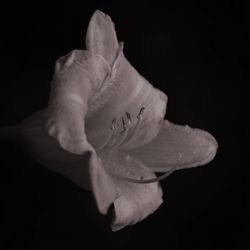 black background