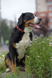 Dog looking away outdoors