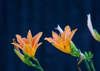 Close-up of orange flowering plant