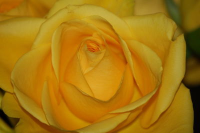 Detail shot of yellow rose