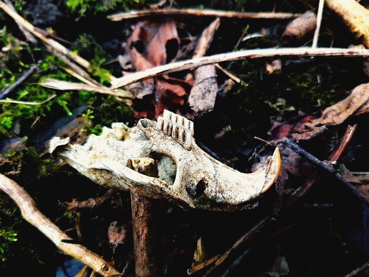 CLOSE-UP OF LIZARD