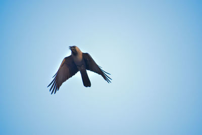 Low angle view of bird flying in sky