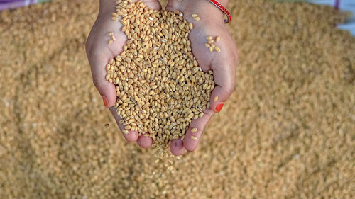 Close-up of hand holding corn