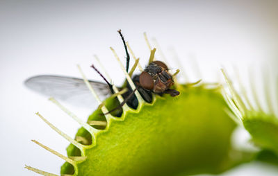 A close up image of common green bottle fly being caught inside venus fly trap with white background