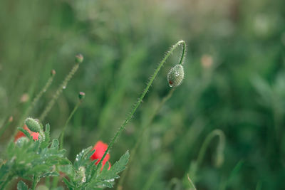 Close-up of plant