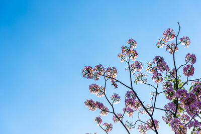 Low angle view of flowering plant against clear blue sky