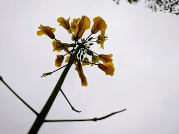 Close-up of plant against clear sky