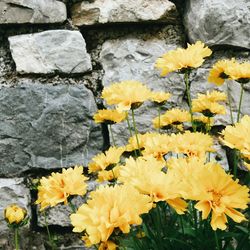 Close-up of yellow flowers