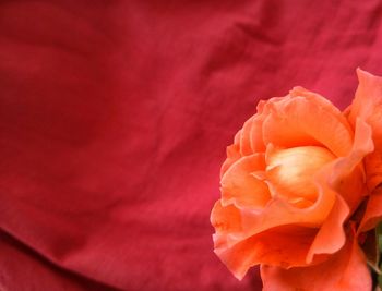 Close-up of pink rose blooming outdoors