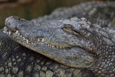 Close-up of crocodile relaxing