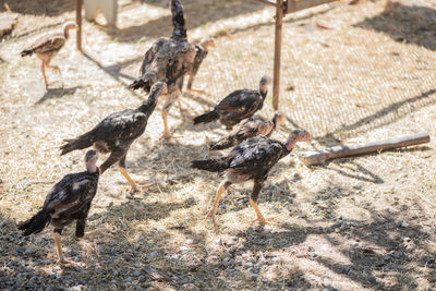 High angle view of bird on sand