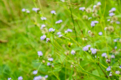 Close-up of purple flowering plant on field