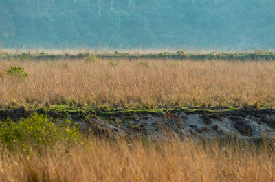 View of sheep on land