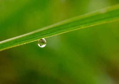 Close-up of water drops on grass