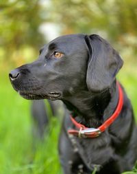 Close-up of dog looking away