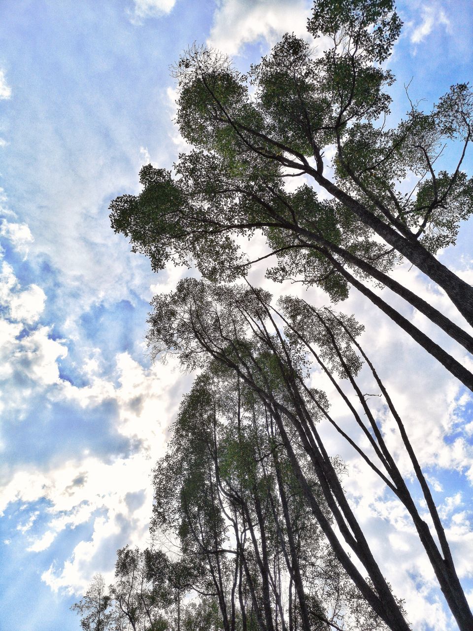 tree, sky, cloud, plant, low angle view, nature, growth, branch, beauty in nature, no people, day, outdoors, tranquility, sunlight, flower, tree trunk, scenics - nature, coniferous tree, trunk, leaf, pine tree, pinaceae, blue, environment
