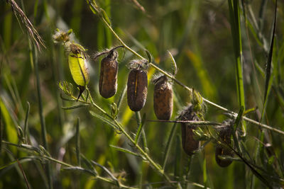Close-up of fruits hanging on plant
