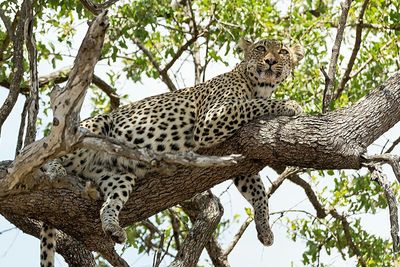 Low angle view of giraffe in zoo