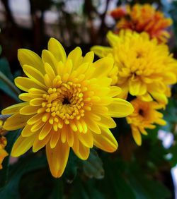 Close-up of yellow flower