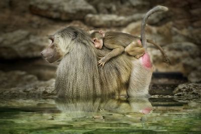 Monkeys in a lake