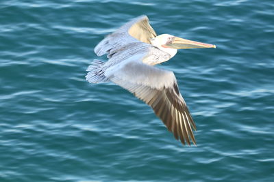 High angle view of pelican flying over sea