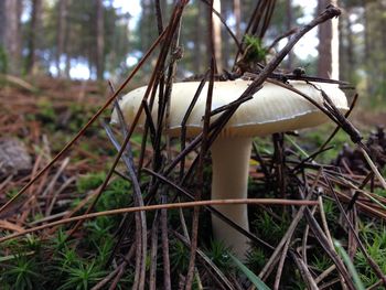 Close-up of plant in forest